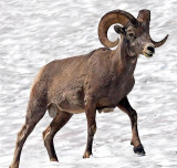 Bighorn Sheep