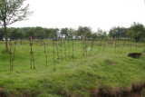 Barbed Wire at Souchez.jpg