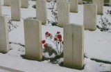 Flowers in the Snow.jpg