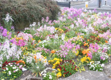 Flowers.JPG