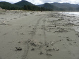 Hobuck beach combers ATV tracks