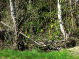 Skunk cabbage  alder swamp