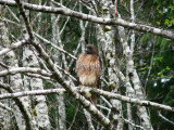 Shi Shi Trailhead redtail hawk