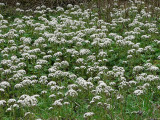 Coltsfoot 1