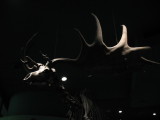 BIG antlers...