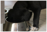 8 weeks