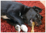 8 weeks