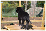 8 weeks