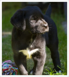 8 weeks