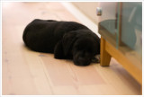8 weeks