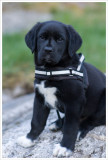 9 weeks