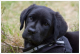 10 weeks
