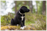 10 weeks