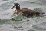  Macreuse a front blanc / Surf Scoter