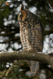   Hibou Moyen Duc / Long-eared owl