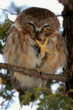 Petite Nyctale / Northern Saw-whet Owl