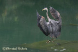 Great blue heron / Grand heron