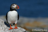 Atlantic Puffin / Macareux moine