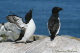 Razorbill auk / Petit pingouin