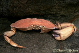 20070704_1863 Grand Manan - Crab Skelton.jpg