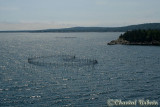 20070704_1785 Grand Manan - Facine.jpg