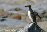 20070704_2077 Machias Seal Island - Commun Murre.jpg