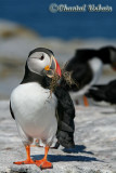 20070704_2130 Machias Seal Island - Puffin.jpg