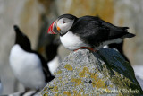 20070704_2098 Machias Seal Island - Puffin.jpg