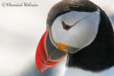 20070704_2036 Machias Seal Island - Puffin.jpg