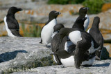 20070704_2026 Machias Seal Island -  Razorbill and Commun Murre.jpg