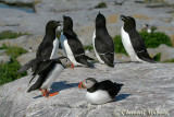 20070704_2022 Machias Seal Island - Razorbill and Puffin.jpg