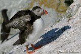 20070704_1977 Machias Seal Island - Puffin.jpg