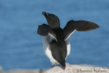 20070704_1940 Machias Seal Island - Razorbill.jpg