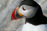 20070704_1911 Machias Seal Island - Puffin.jpg