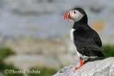 20070704_1908 Machias Seal Island - Puffin.jpg