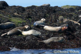 20070704_2172 Seals.jpg