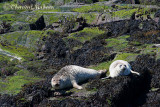 20070704_2210 Seals.jpg