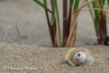 20070707_2414 Shediac - Parlee beach.jpg