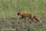 20070707_2742 Bouctouche - Red fox.jpg