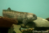 20070708_2833 Shippagan aquarium.jpg