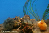 20070708_2848 Shippagan aquarium.jpg