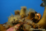 20070708_2864 Shippagan aquarium.jpg