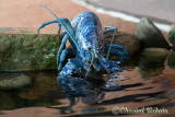 20070708_2891 Shippagan aquarium.jpg