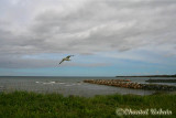 20070709_3175 Grande Anse.jpg