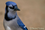 Geai bleu / Blue Jay