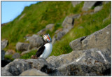 Puffin 1