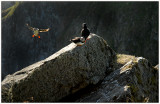 Puffin 2
