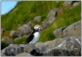 Puffin 3