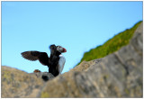 Puffin stretching