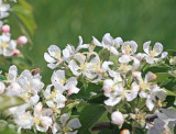 Bee Over Apple Blossom